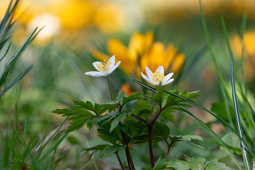 A vibrant and colorful scene of natural beauty, featuring wood anemones growing in the grass