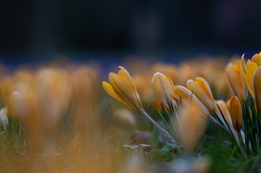 A vibrant field of yellow crocuses illuminated in the warm sunlight, creating a stunning natural scene