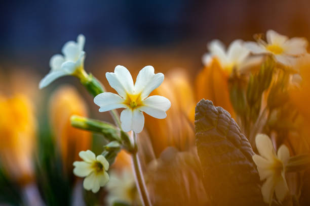 White Primula with delicate petals , yellow stamens and green leaves in the nature, spring white primula macro, blooming flowers , floral photo, beauty in nature, macro photography, stock photo.