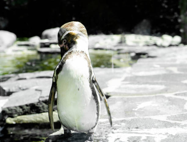 pinguim em uma rocha em habitat natural. pinguim em pé no chão perto da piscina e olhando ao redor. conceito travel wildlife - jackass penguin penguin zoo swimming animal - fotografias e filmes do acervo