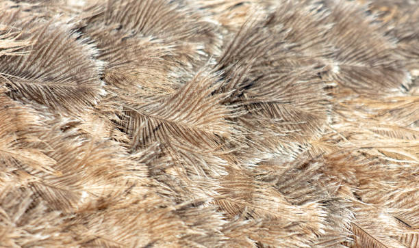 istock Gray feathers on an ostrich as an abstract background. Texture 1959865785