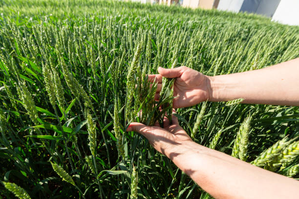 istock Close-up of hand touching wheat on field . 1959875076