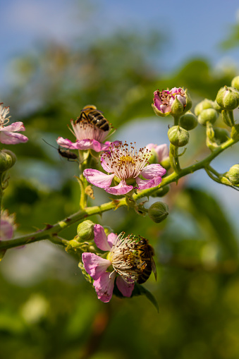Soft pink blackberry flowers and buds in spring - Rubus fruticosus.