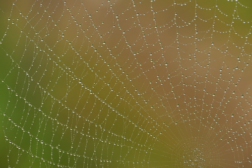 Spider web in morning