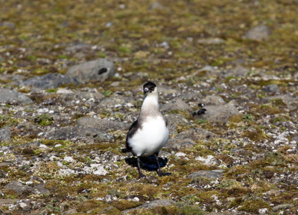 arctic skua. adult light morph. - richardsons skua zdjęcia i obrazy z banku zdjęć