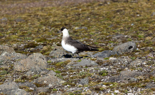 arctic skua. adult light morph. - richardsons skua zdjęcia i obrazy z banku zdjęć