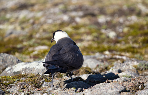 Arctic skua (Richardsons skua, parasitic jaeger, Stercorarius parasiticus) is real predator and robber for Arctic birds, distraction behavior (from nest). Adult light morph. Franz Joseph Land
