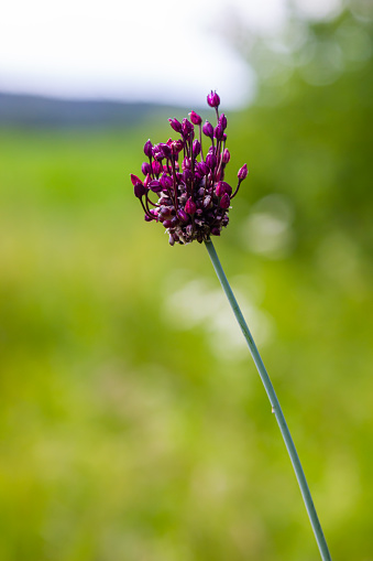 Flower of a sand leek or rocambole Allium scorodoprasum, a wild onion species in Europe.