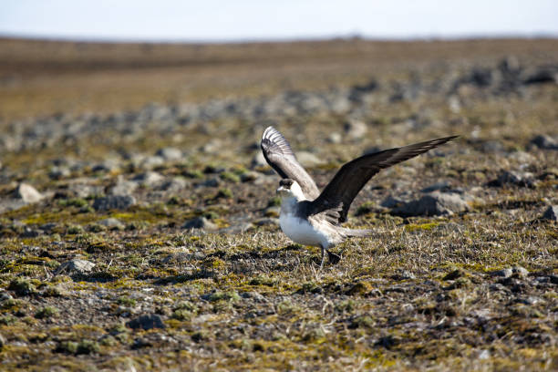 arctic skua (richardsons skua, parasitic jaeger) - richardsons skua fotografías e imágenes de stock