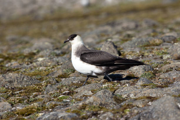 arctic skua. adult light morph. - richardsons skua zdjęcia i obrazy z banku zdjęć