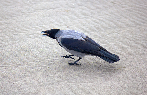Hooded crow on seaside. Crow gathers food, is hosting on beach at low tide