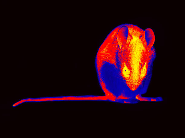 istock Wild forest and field mice infrared isolated 1959887896