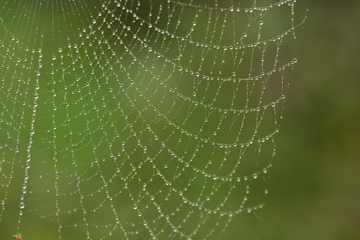 Spider web in morning