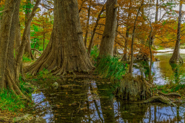 istock Texas Hill Country Autumn Foliage 1959888449