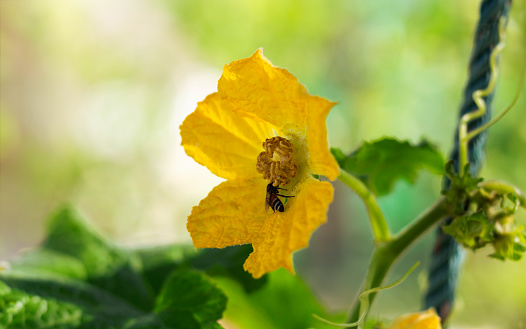 Bees sucking nectar from Benincasa hispida flower or Gourd flower has 5 sepals and is a beautiful yellow color.