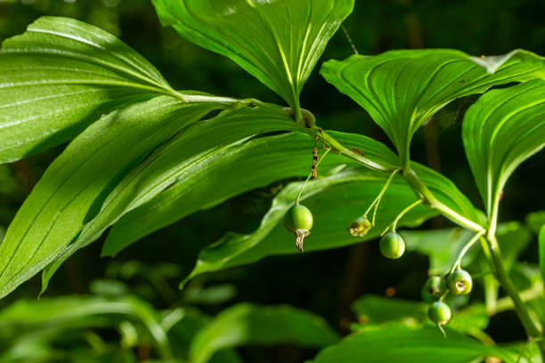 Unripe berries of Angular Solomon's seal also known as Scented Solomon's seal, Polygonatum odoratum.