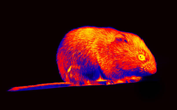 istock Wild forest and field mice infrared isolated 1959892743