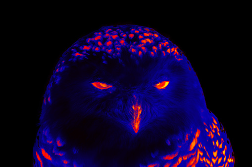 Owls and eagle owl in the night. Illustration of thermal image.