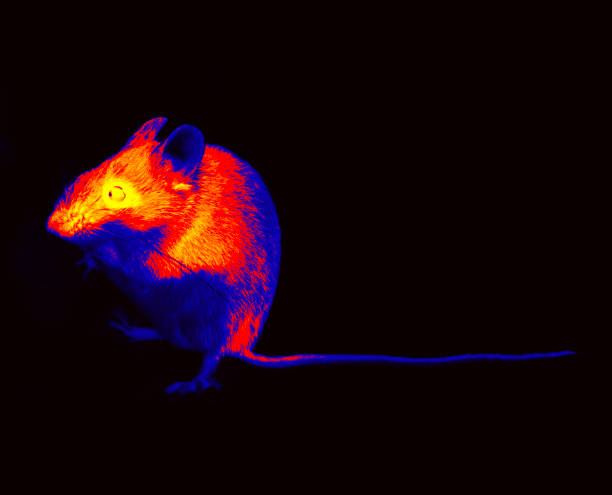 istock Wild forest and field mice infrared isolated 1959898176
