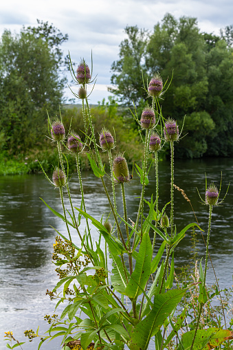 Flowering Wild teasel, Dipsacus fullonum during a summer evening in European wilderness.