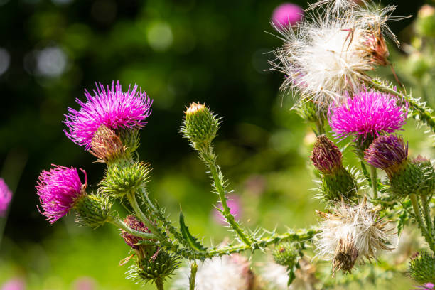 istock Thistle Carduus acanthoides grows in the wild in summer 1959899702