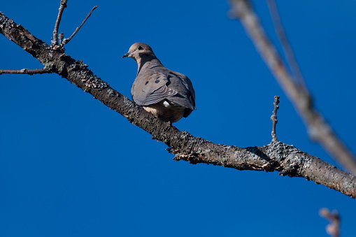Mourning Dove perched on a tree during spring on New York