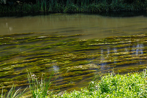 Water plants in the river - Pondweed - Potamogeton natans.