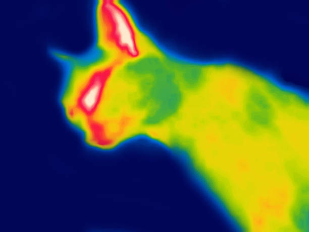 istock The Desert Cat infrared 1959902377