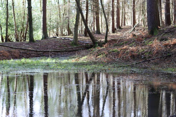 istock View across a woodland pond, with tree trunks reflected in the still water 1959908176