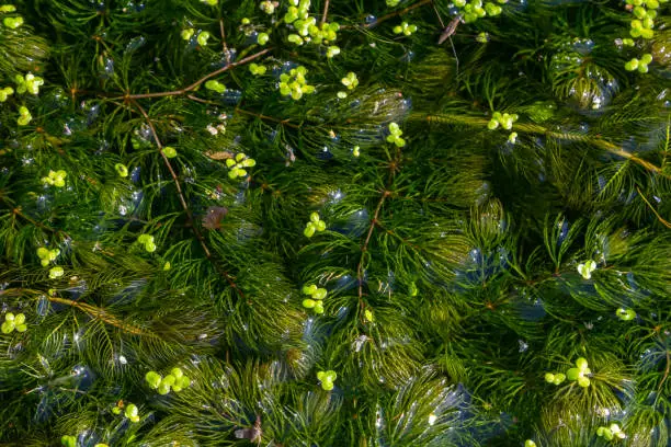 Close up of the aquatic plant Ceratophyllum coontails, hornworts floating on the surface of the water in a pond. Europe.