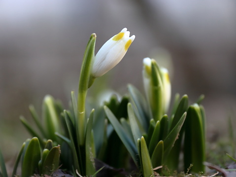 spring crocus flowers