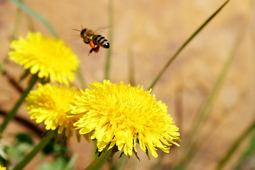 a bee flies away from a flower