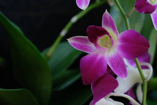 istock beautiful purple orchid flowers, nature background 1959909802