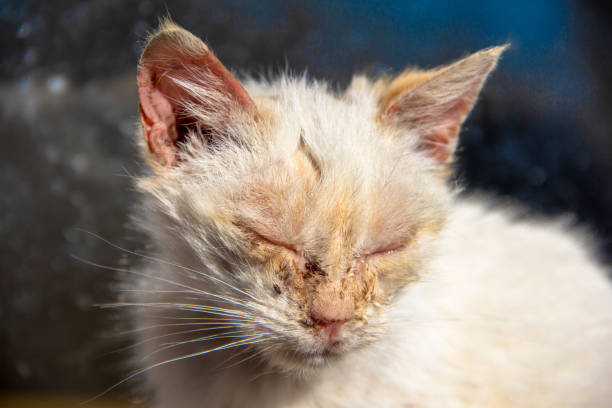 istock Sick cat closeup portrait. Animal health problem. Compassion for animals. 1959943276