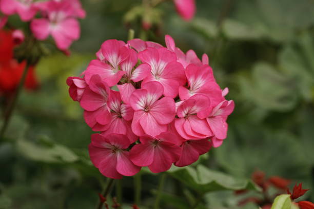 istock Close-up of blooming red geranium - Pelargonium hortorum 1959946514