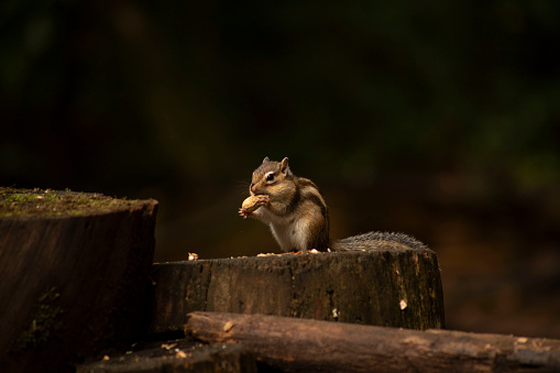 a squirrel on a wood surface eating a peanut