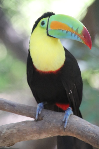 Toucan on pranch yellow red blue black body