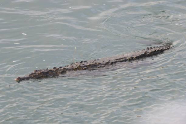 istock Alligator in panama canal swimming 1959960644
