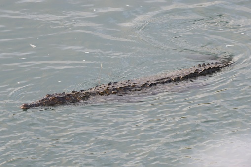 Long alligator swims in canal eyes popped up