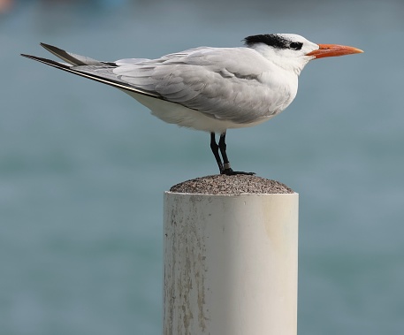 White tern gray red beak