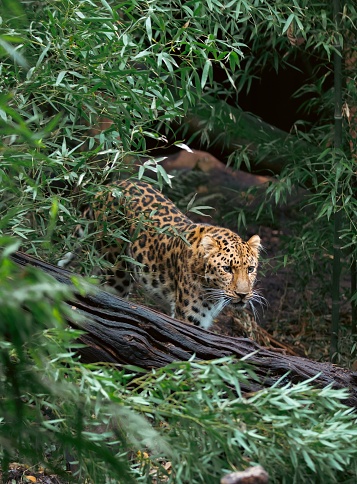 Leopard in a zoo