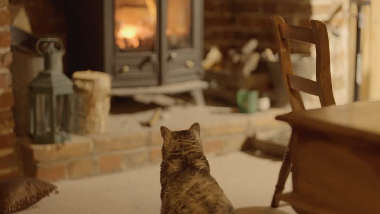 A Selkirk Rex Cat Warming Herself by a Stove