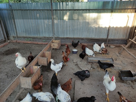 Chickens feeding on the farm