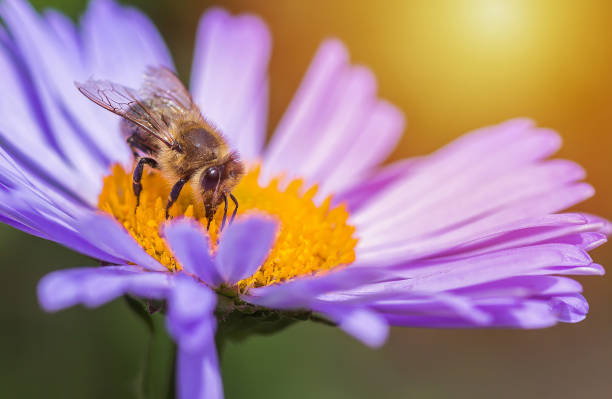 istock Bee on a purple flower. Close-up 1959982870
