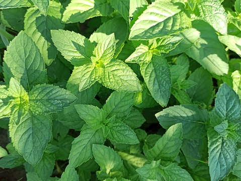 Fresh mint in the garden. Fragrant plants for tea and drinks