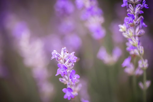 Lavender blooms in autumn after flowering. Lavender flower plan in the field during the harvest period for processing and essential oil..