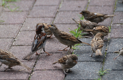Male sparrow feeding a group of fledglings with sunflower seeds on the ground.