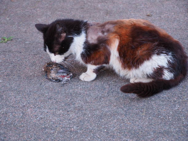istock Domestic cat showing his wild instinct 1959996269