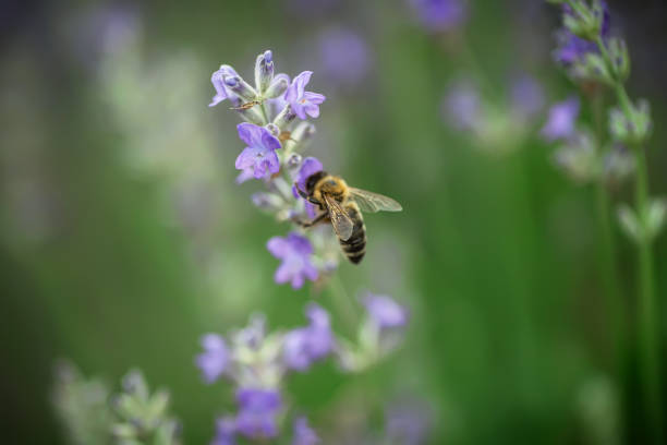 istock honey bee extracts nectar from purple lavender flowers in Provence 1959998985