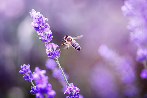 Bee on lavender. Close-up.